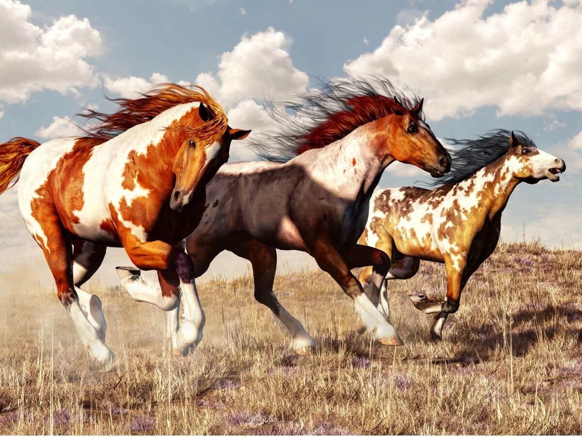 evolucion de los caballos 