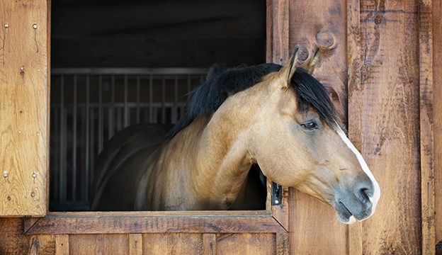 pupilaje caballos