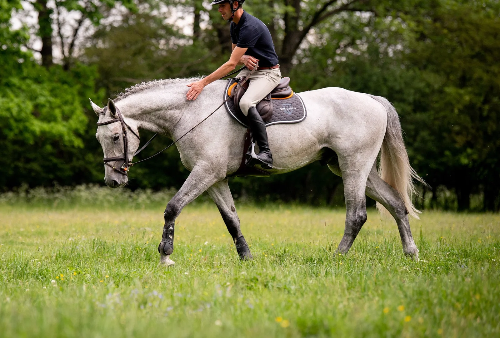 pupilaje de caballos